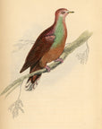 1835 White-Fronted Ground Dove Hand-Colored Engraving Jardine Lizars - Pigeons
