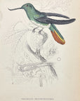 1833 Recurved Billed Hummingbird Hand-Colored Engraving Jardine Lizars Plate 3