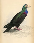 1835 Turkish or Mawmet Pigeon Hand-Colored Engraving Jardine Lizars - Pigeons