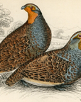 1834 Two Partridges Hand-Colored Steel Engraving Jardine Lizars - Game Birds
