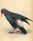 1835 Carunculated Ground Pigeon Hand-Colored Engraving Jardine Lizars - Pigeons