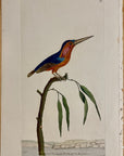 1789 Minute Kingfisher Shaw & Nodder Hand Colored Copper Engraving