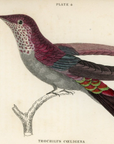 1833 Purple Hummingbird Hand-Colored Engraving Jardine Lizars Natural History
