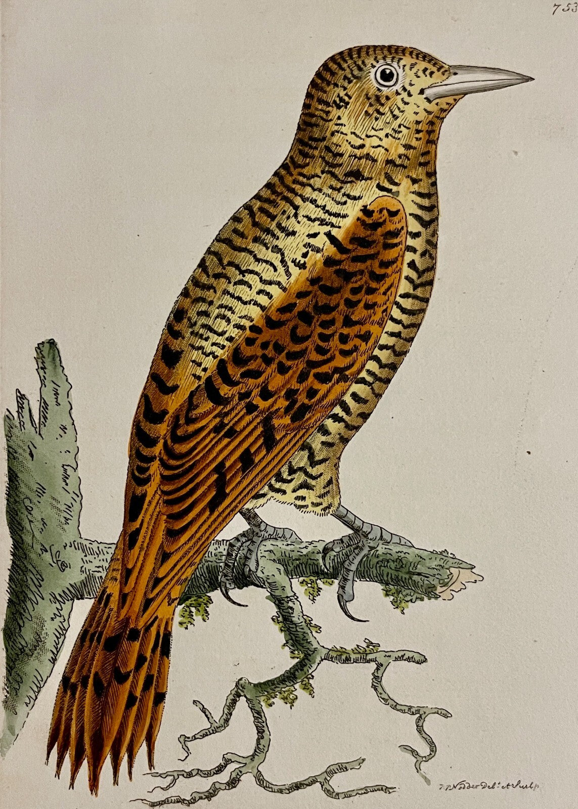 1789 Rufous Woodpecker Shaw & Nodder Hand Colored Copperplate Engraving