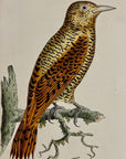 1789 Rufous Woodpecker Shaw & Nodder Hand Colored Copperplate Engraving