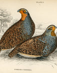 1834 Two Partridges Hand-Colored Steel Engraving Jardine Lizars - Game Birds