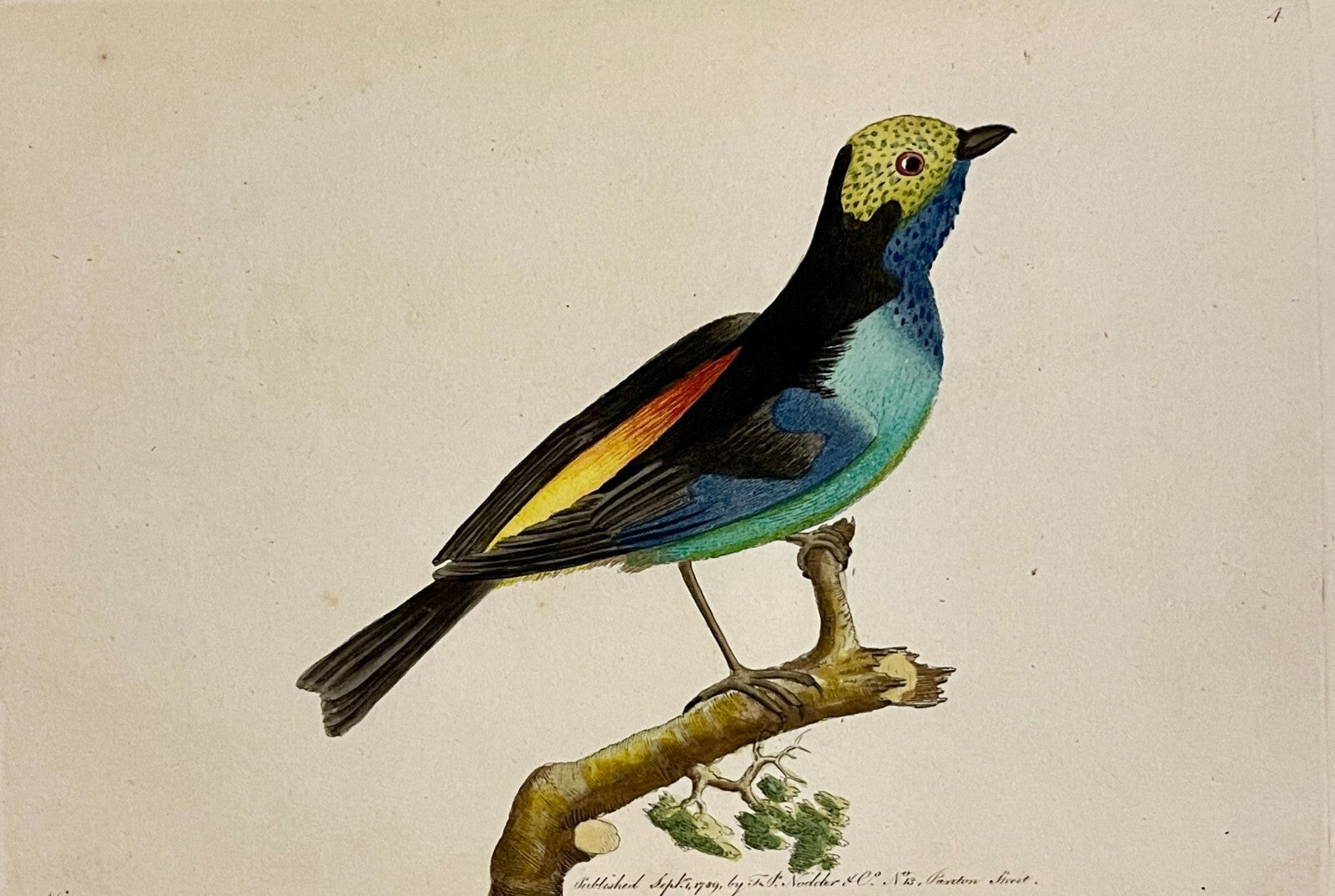 1789 Paradise Tanagra Shaw & Nodder Hand Colored Copperplate Engraving