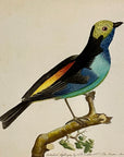 1789 Paradise Tanagra Shaw & Nodder Hand Colored Copperplate Engraving