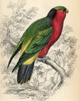 1836 Kuhl's Coriphilus Hand-Colored Engraving Jardine Lizars - Parrots