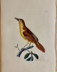 1789 Sharp-Tailed Warbler Shaw & Nodder Hand Colored Copperplate Engraving