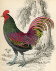 1834 The Bronzed Cock Hand-Colored Steel Engraving Jardine Lizars