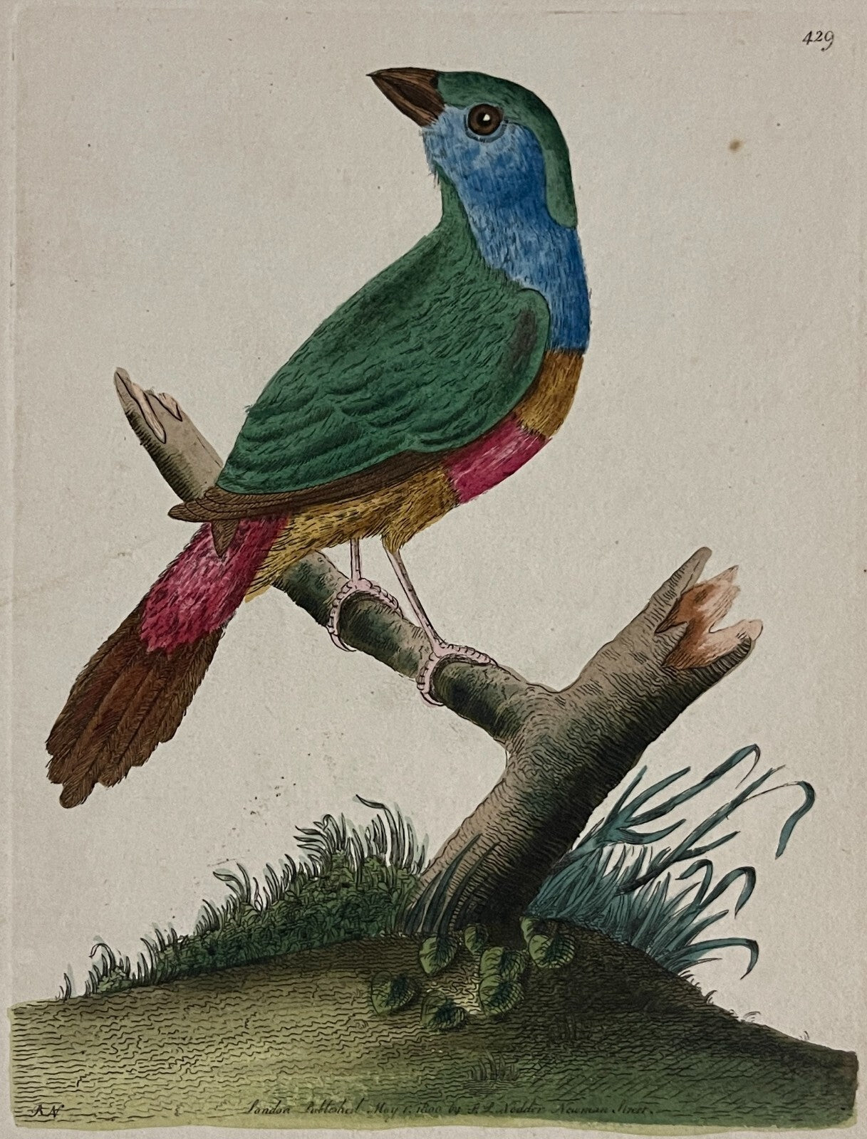 1789 Variegated Emberiza Shaw & Nodder Hand Colored Copper Engraving