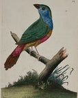 1789 Variegated Emberiza Shaw & Nodder Hand Colored Copper Engraving