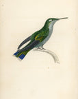 1833 Delaland's Hummingbird Hand-Colored Engraving Jardine Lizars