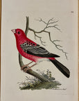 1789 Greater Bullfinch Tanager Shaw & Nodder Hand Colored Copperplate Engraving