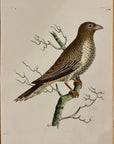 1789 African Buphaga Shaw & Nodder Hand Colored Copperplate Engraving