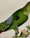 1789 Purple-Tailed Parakeet Shaw & Nodder Hand Colored Copperplate Engraving