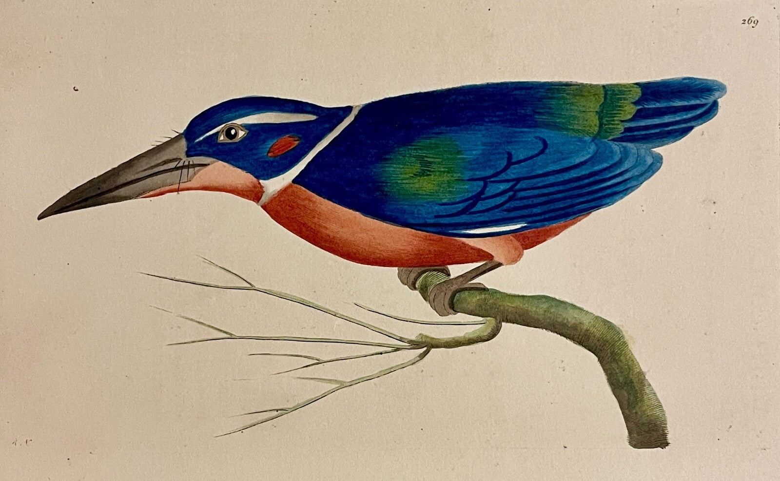 1789 White-Collared Kingfisher Shaw & Nodder Hand Colored Copper Engraving