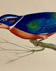 1789 White-Collared Kingfisher Shaw & Nodder Hand Colored Copper Engraving