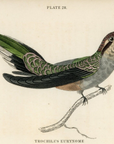 1833 Scaly-Backed Hummingbird Hand-Colored Engraving Jardine Lizars