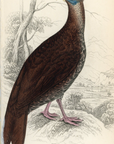 1834 The Macartney Cock (Female) Hand-Colored Steel Engraving Jardine Lizars