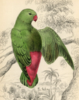 1836 Sapphire-Crowned Psittacule Hand-Colored Engraving Jardine Lizars - Parrots