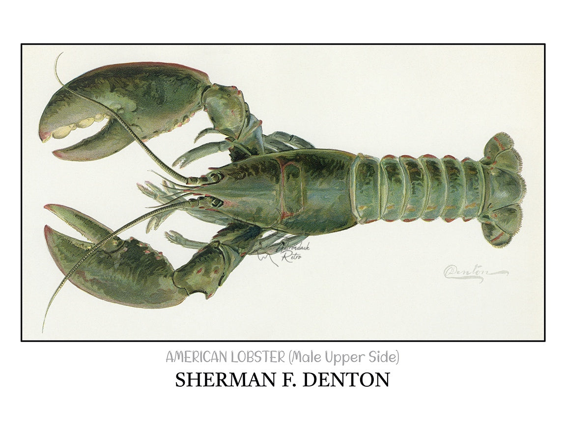 a drawing of a lobster on a white background