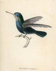 1833 Blue-Green Hummingbird Hand-Colored Steel Engraving Jardine Lizars