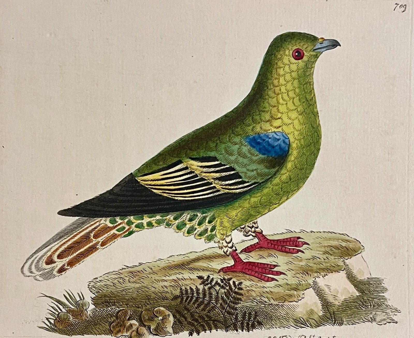 1789 Madagascar Pigeon Shaw & Nodder Hand Colored Copperplate Engraving