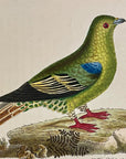 1789 Madagascar Pigeon Shaw & Nodder Hand Colored Copperplate Engraving