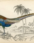 1834 Diard's Pheasant (Male) Hand-Colored Steel Engraving Jardine Lizars
