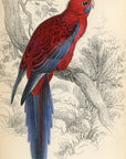 1836 Pennantian Broad-Tail Hand-Colored Engraving Jardine Lizars - Parrots