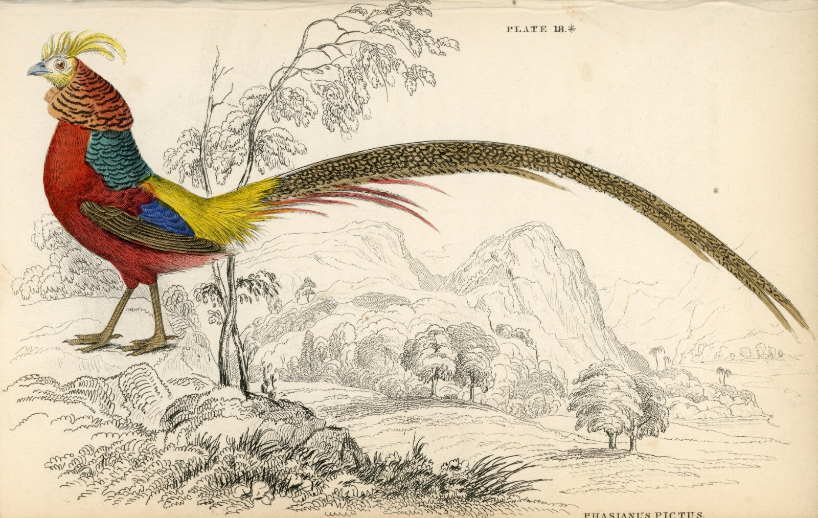 1834 The Golden Pheasant Hand-Colored Steel Engraving Jardine Lizars