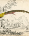 1834 The Golden Pheasant Hand-Colored Steel Engraving Jardine Lizars