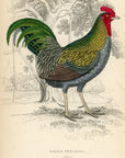 1834 The Fork-Tailed Cock Hand-Colored Steel Engraving Jardine Lizars