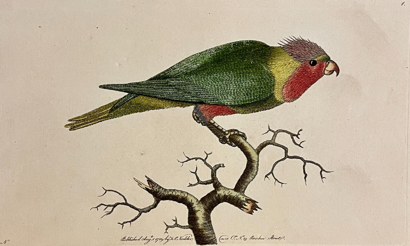 1789 Purple-Headed Parakeet Shaw & Nodder Hand Colored Copperplate Engraving