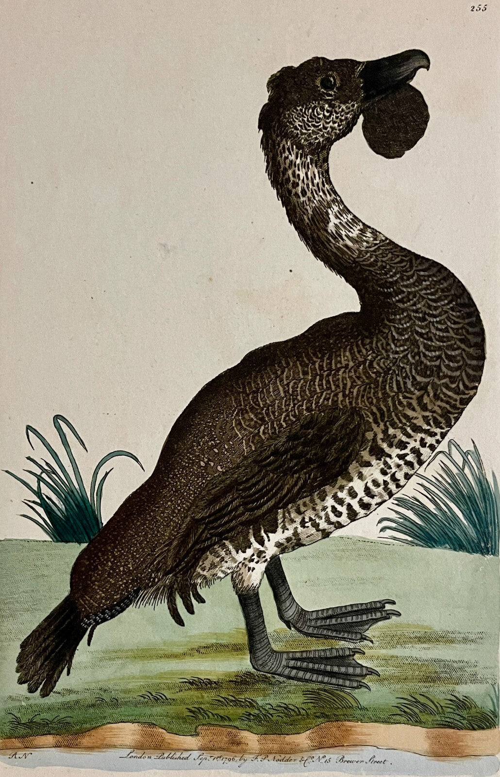 1789 Lobated Duck Shaw & Nodder Hand Colored Copper Engraving