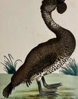 1789 Lobated Duck Shaw & Nodder Hand Colored Copper Engraving