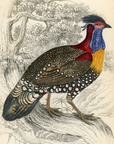 1834 Golden Breasted Tragopan (Male) Hand-Colored Steel Engraving Jardine Lizars