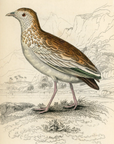 1834 White Spotted Ortygis Hand-Colored Engraving Jardine Lizars - Game Birds