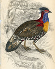 1834 Golden Breasted Tragopan (Male) Hand-Colored Steel Engraving Jardine Lizars
