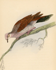 1835 White-Bellied Ground Dove Hand-Colored Engraving Jardine Lizars - Pigeons