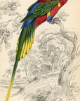 1836 Papuan Lory Hand-Colored Engraving Jardine Lizars - Parrots
