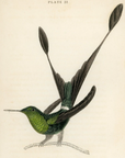 1833 Ruff-Legged Racket-Tailed Hummingbird Hand-Colored Engraving Jardine Lizars