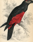 1836 Pesquet's Dasyptilus Hand-Colored Engraving Jardine Lizars - Parrots