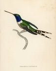 1833 Dupont's Hummingbird Hand-Colored Steel Engraving Jardine Lizars