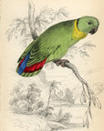 1836 Swindern's Love Bird Hand-Colored Engraving Jardine Lizars - Parrots