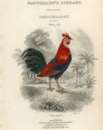 1834 Red Junglefowl Hand-Colored Frontispiece Jardine Lizars Ornithilogy Vol. 3
