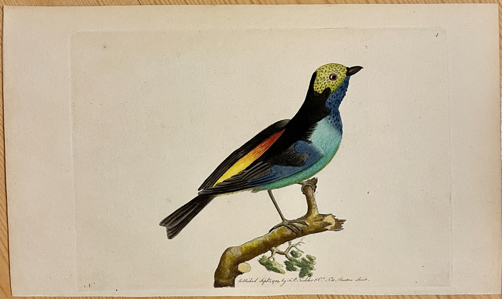 1789 Paradise Tanagra Shaw & Nodder Hand Colored Copperplate Engraving