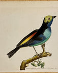 1789 Paradise Tanagra Shaw & Nodder Hand Colored Copperplate Engraving